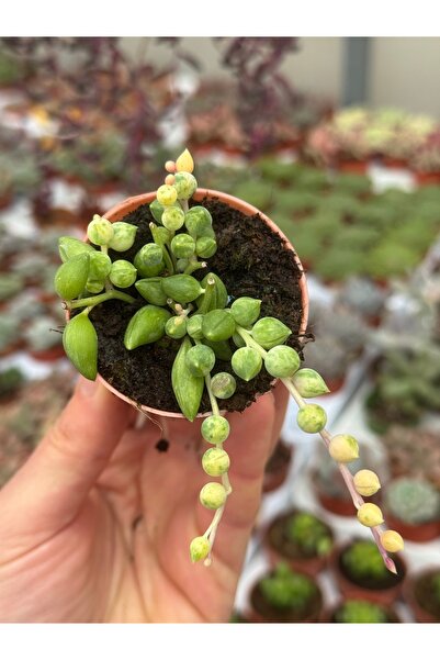 SukuLand Senecio Herreianus variegata koleksiyonluk özel tür variegata tesbih...