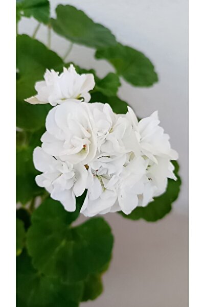 ABAD.HANDMADE Beyaz Sardünya