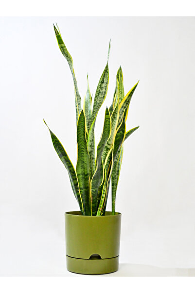 leogarden Begonya 5 Lt Yeşil Saksı (LEOFLOWERS ÜRÜNÜ) Fma044643