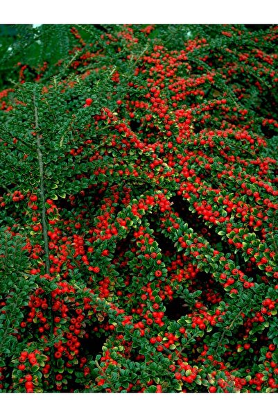 Tunç Botanik COTONEASTER HORİZONTALİS - YAYILICI DAĞ MUŞMULASI