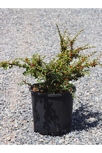 Tunç Botanik COTONEASTER HORİZONTALİS - YAYILICI DAĞ MUŞMULASI