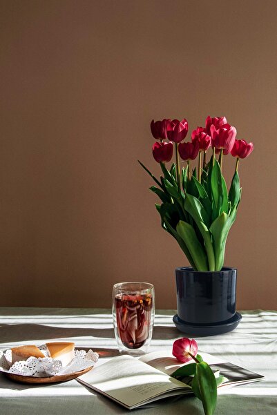 Evdek Tabaklı Siyah Silindirik Çömlek Saksı 15x15 Cm