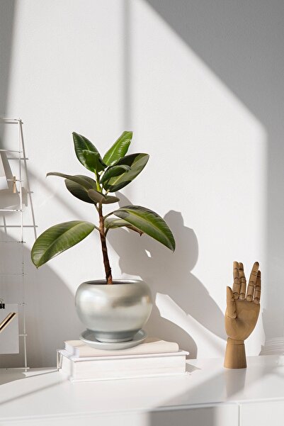 Evdek Tabaklı Gümüş Tombul Çömlek Saksı 18x17 Cm