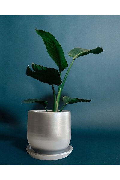 Evdek Tabaklı Armut Gümüş Çömlek Saksı 17x17 Cm