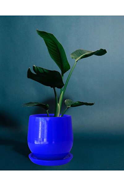 Evdek Tabaklı Armut Lacivert Çömlek Saksı 17x17 Cm