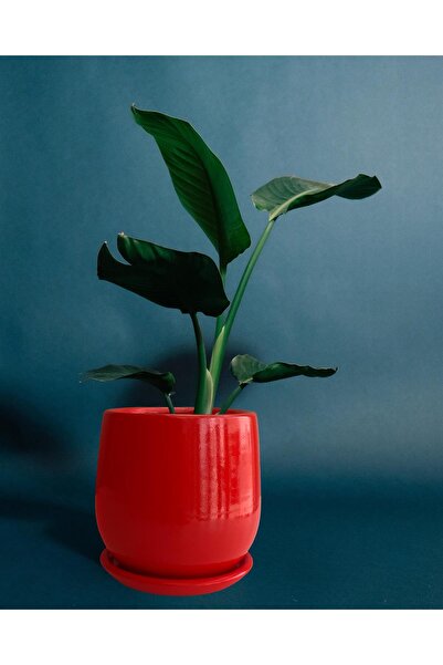 Evdek Tabaklı Armut Kırmızı Çömlek Saksı 15x15 Cm