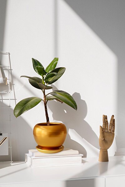 Evdek Tabaklı Altın Tombul Çömlek Saksı 16x15 Cm