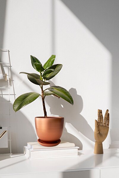 Evdek Tabaklı Bronz U Çömlek Saksı 16x16 Cm