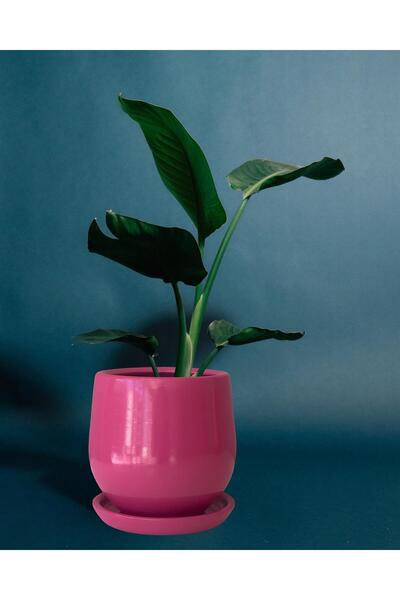 Evdek Tabaklı Armut Pembe Çömlek Saksı 15x15 Cm