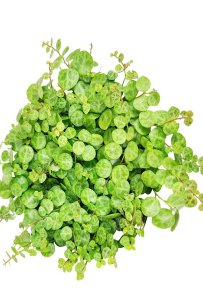 fidanistanbul Kalp Kalbe Karşı Çiçeği Yeşil Yapraklı Peperomia Prostrata, Saksıda