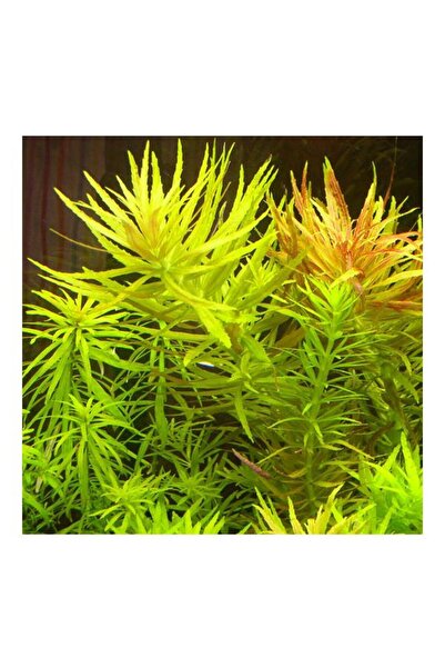İthâl Bitki Limnophila L109 Aromatica Saksı Canlı Bitki