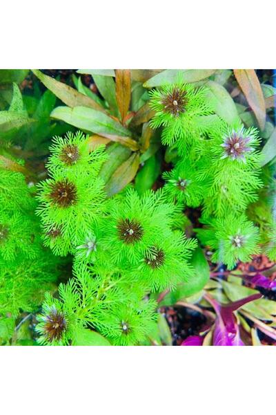 Genel Markalar Myriophyllum Proserpinacoides Saksı Canlı Bitki