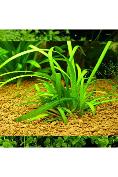 İthâl Bitki Sagittaria Subulata Saksı Canlı Bitki