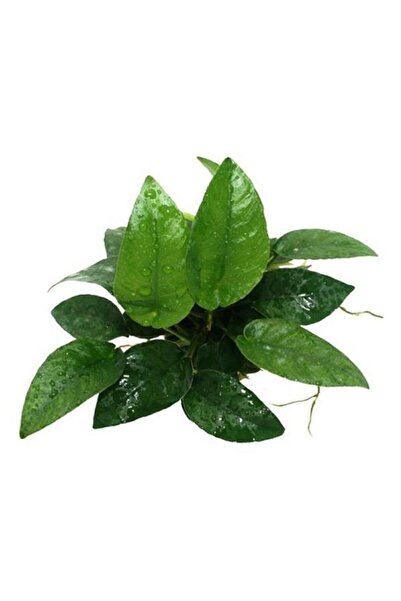 İthâl Bitki Anubias Species 5-6 Yapraklı Kök Canlı Bitki