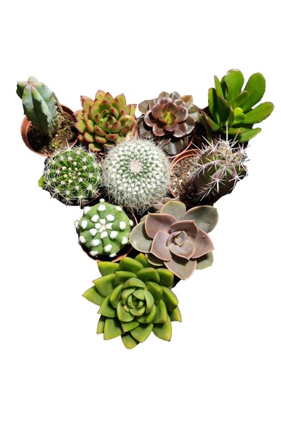 FİDEİSTE 5 + 5 Kaktüs & Sukulent Seti  10 adet