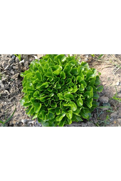 Tohum Dünyası 200+ Adet Geleneksel Meşe Yapraklı Marul- Dubacek Marul Tohumu