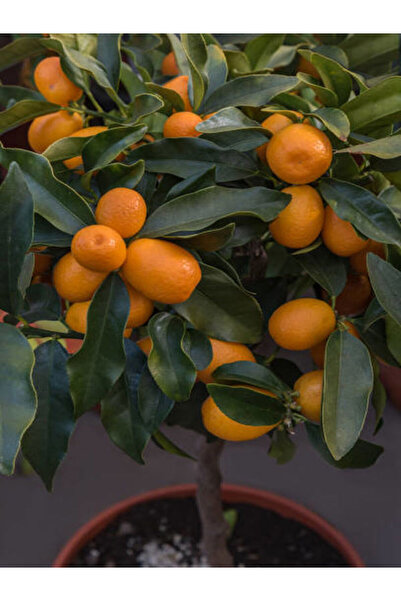 serada decor & plant Videolu Bodur Kamkat Meyveli (40 60 CM) 1 Adet Tüplü Ev ...