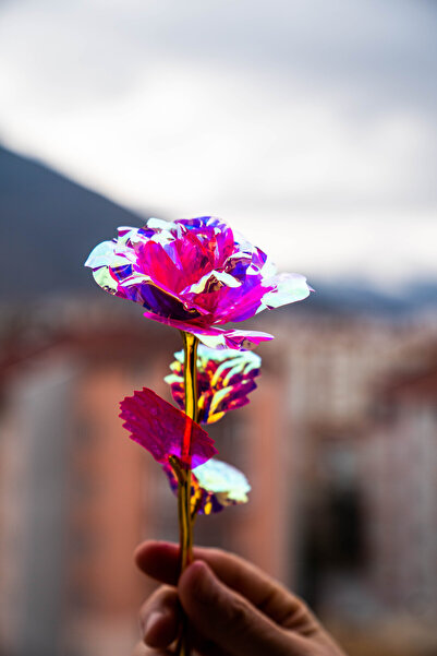 etxShop وردة إنفينيتي وردية ملونة متغيرة الألوان هدية عيد الحب باللون الوردي