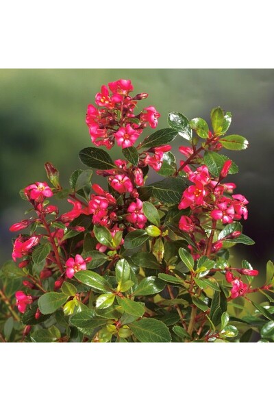 Tunç Botanik ESKOLONYA ÇALISI PEMBE ÇİÇEKLİ 10 ADET - Escallonia Cardinallis