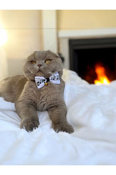 Melo Note Pattern Ribbon Cat and Small Breed Dog Collar