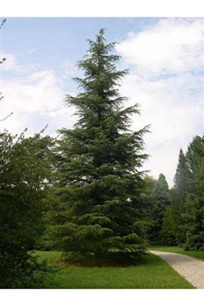 Mevsim Fidancılık Toros Sedir Çam Fidanı Boy 40cm) ( Katran Çam Fidanı )