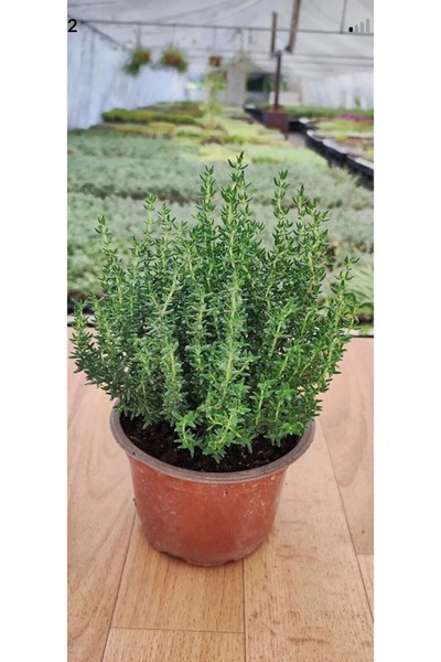 YEŞİLİMARKET Kekik Fidanı Saksıda Organik Aromatik Doğal Dağ Kekiği 1 adet Mu...