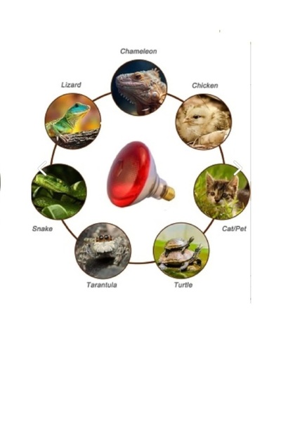 TNYVET ISITICI LAMBA 250 WATT / KIRMIZI IŞIK