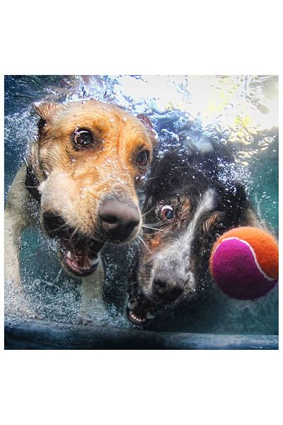 Prime 3D 20529 Model Dogs under Water Puzzle - 100 Pieces