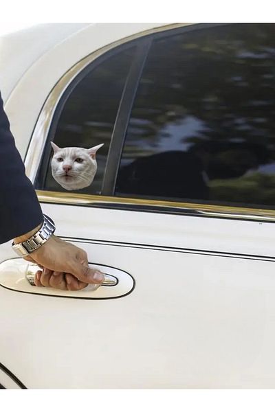 Quun Autocolant adeziv Crazy Cats 10 - Mașină, laptop, Macbook, iPad, tabletă
