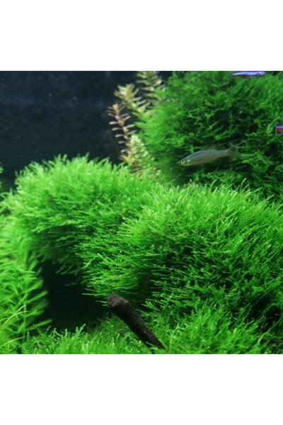 İthâl Bitki Taiwan Moss Cup Canlı Bitki