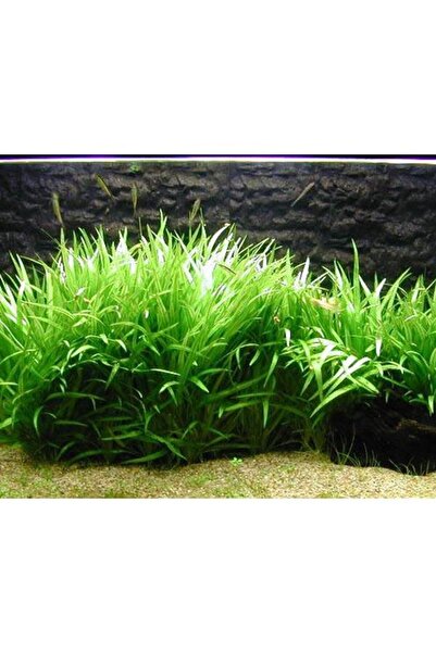 İthâl Bitki Echinodorus Latifolius Xingu Saksı Canlı Bitki