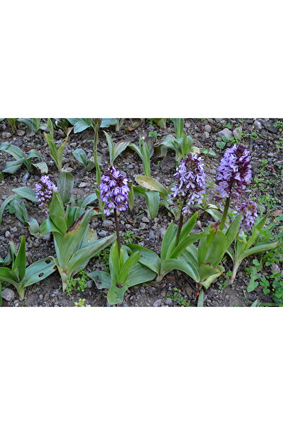 ZEYSEN TROPİKAL Orchis Sancta Salep Fidesi 50 Adet