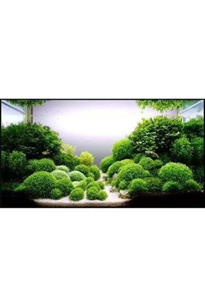 İthâl Bitki Riccia Fluitans Moss In Vitro Canlı Bitki