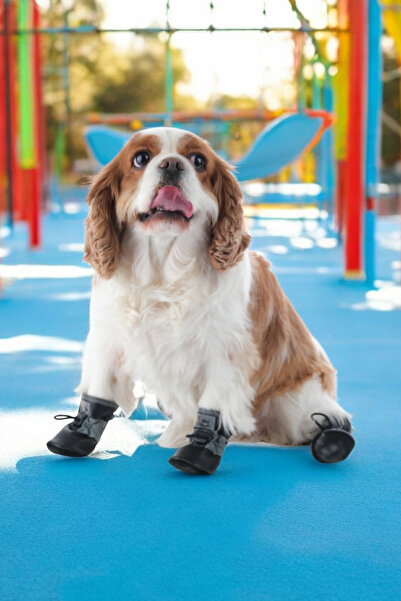 PawPrints Köpek Ayakkabısı - Suni Deri Köpek Ayakkabısı - Poliüretan Taban Köpek Ayakkabısı