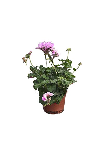 Mimoza Sakız Sardunya Fidanı 10-20 cm