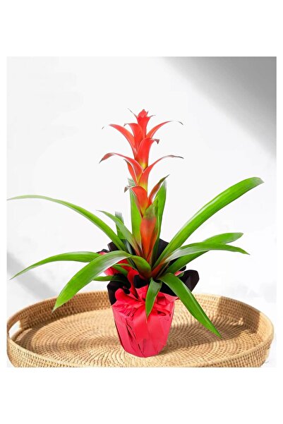Guzmanya - Guzmania Cherry