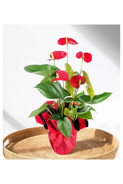 Nemabahçe Antoryum - Anthurium