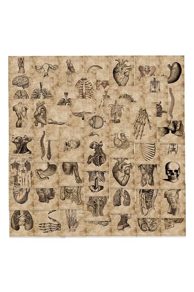Choice Anatomy 56pcs 56pcs Anatomy And Physiology The Body Structure Stickers Waterproof Decals Diy Laptops