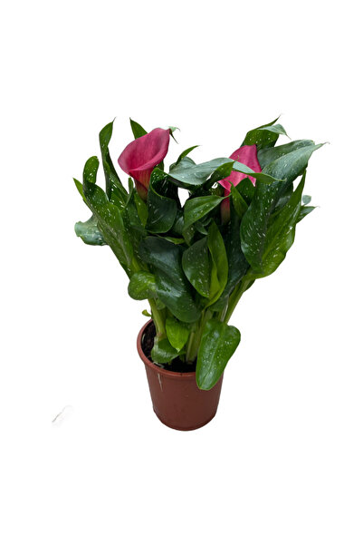 Betonish Calla Lilly 'Pink' (Gala Çiçeği)