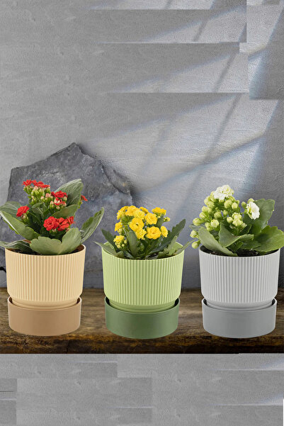 Entude 3 Adet Ixora 0,4 Litre Çift Renk Dekoratif Tabaklı Saksı 9 Cm