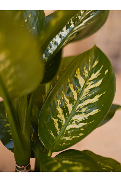 Ethos Plant Tropik Snow - Difenbahya 40 - 60 cm Küçük Canlı Ev Bitkisi Ofis Bitkisi Salon Bitkisi İç Mekan