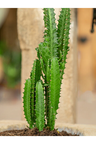 Ethos Plant Yeşil Süt Ağacı Kaktüs - Euphorbia Trigona Canlı Ev Bitkisi Ofis Bitkisi Salon Bitkisi İç Mekan