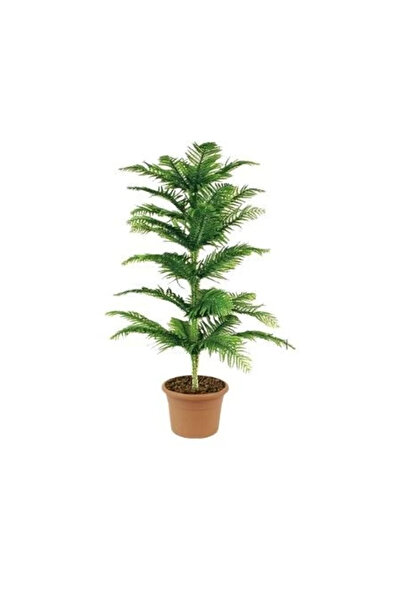 fidanistanbul Salon Çamı Bitkisi Araucaria Heterophylla 40 60 cm Saksıda