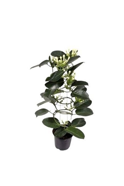 fidanistanbul Madagaskar Yasemini Bitkisi İthal Stephanotis floribunda