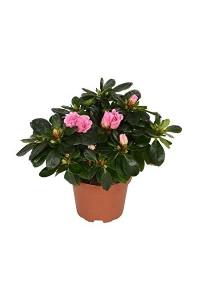 fidanistanbul Ev Açelyası Bitkisi Rhododendron Hellmut 15 20 cm Saksıda