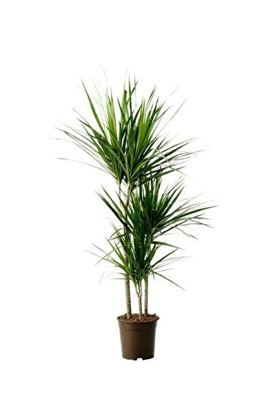 fidanistanbul Madagaskar Dragon Ağacı Dracaena Marginata 120 cm Üçlü Saksıda