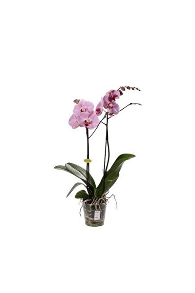 fidanistanbul Çift Dal Orkide Çiçeği Phalaenopsis Orchid Saksıda