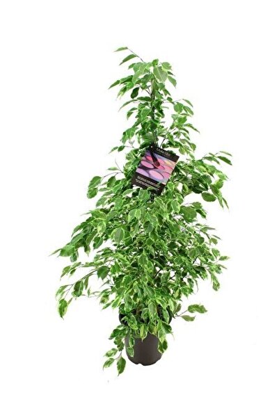fidanistanbul Benjamin Çiçeği Alacalı Ficus benjamina Starlight 60 80 cm Saksıda