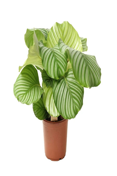 fidanistanbul Beyaz Çizgili Kalatya Dua Çiçeği Calathea Orbifolia 20 30 cm