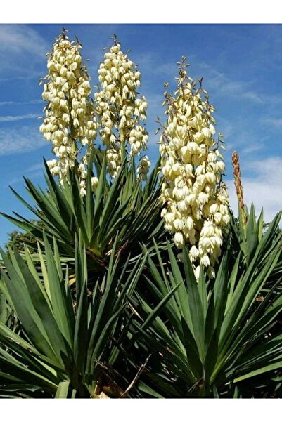 fidanistanbul Avize Çiçeği Fidanı Yucca filamentosa 20 40 cm Saksıda